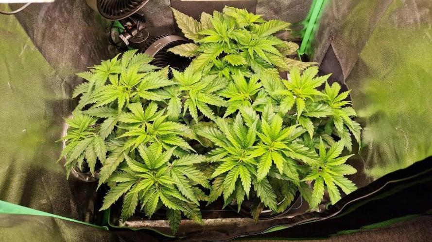 2x Blueberry Muffin, 1x Gorilla Cookies. Week 6 - 09.04.26