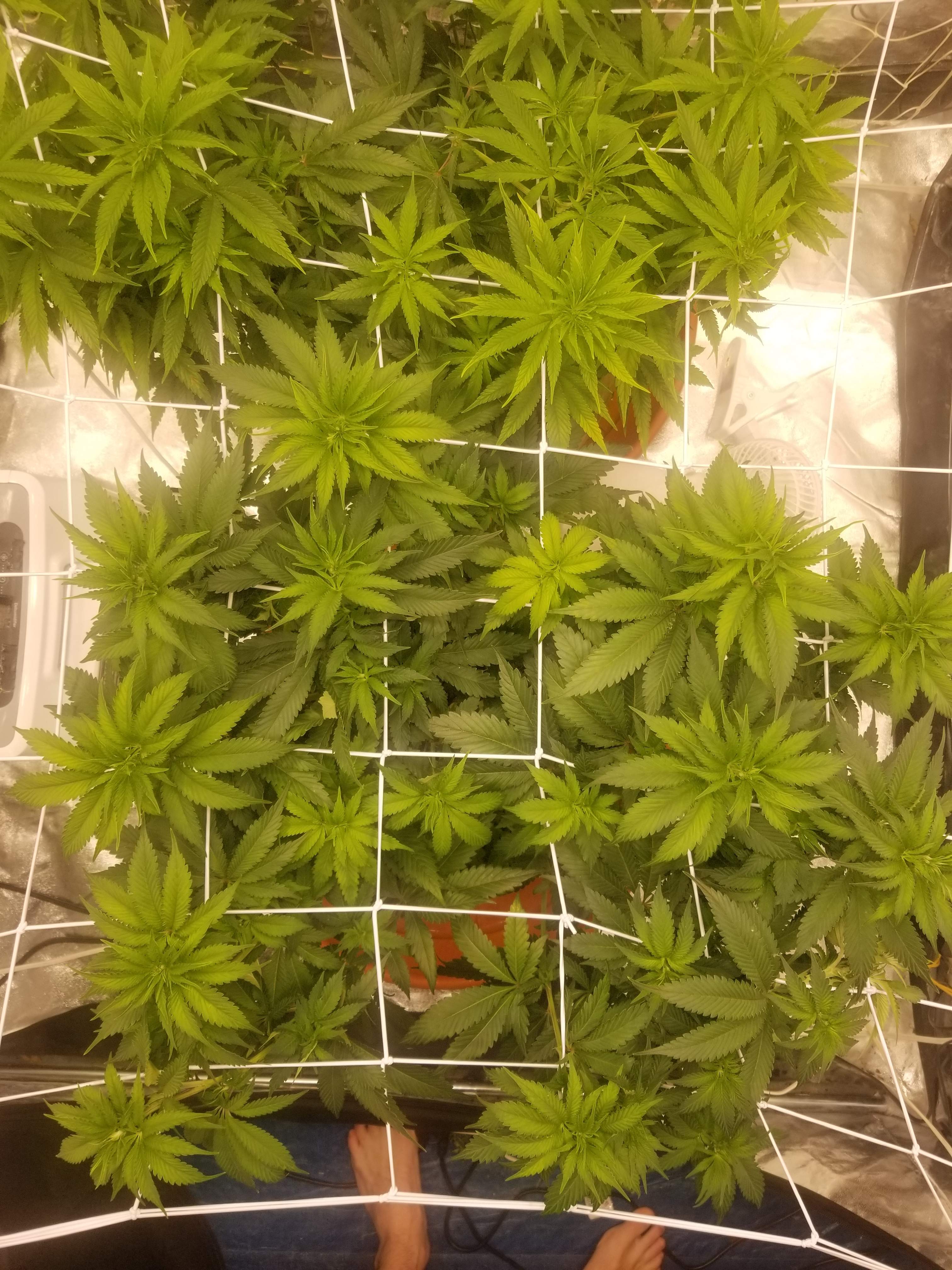 ETHOS Crescendo RBXV2, Cherry Garcia grow diary (journal