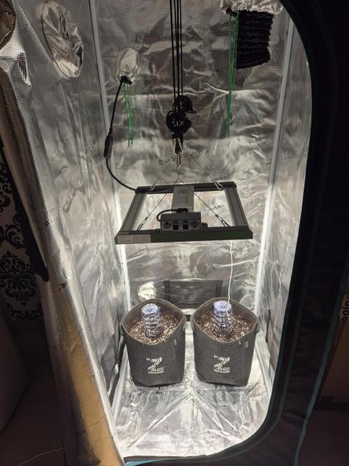 Eternity GrowCup 2026. Week 0