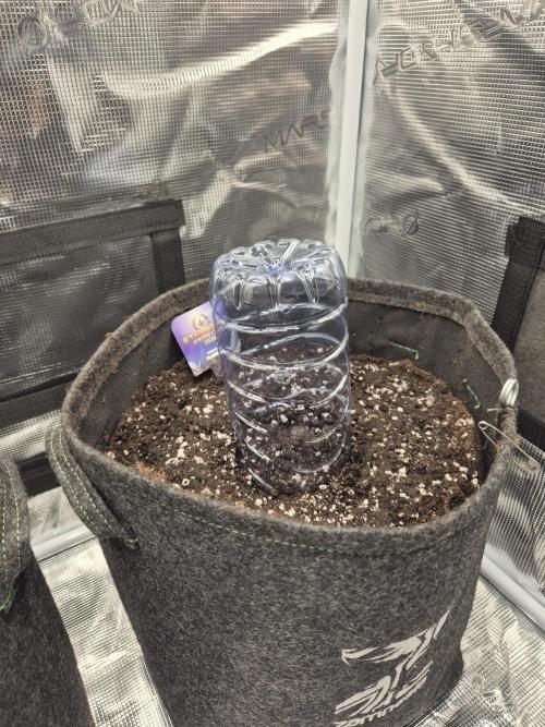 Eternity GrowCup 2026. Week 0 - Nr 1