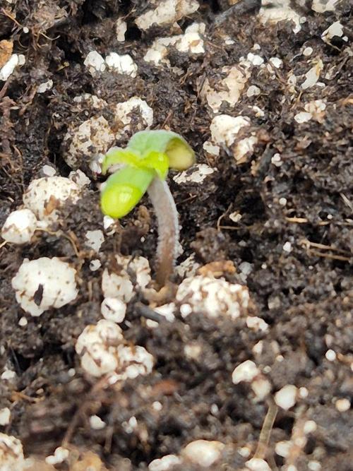 Eternity GrowCup 2026. Week 1 - Nr 1 Day 1