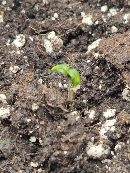 Eternity GrowCup 2026. Week 1 - Nr 2 day 1