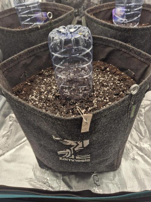 Apple strudel auto. Week 0