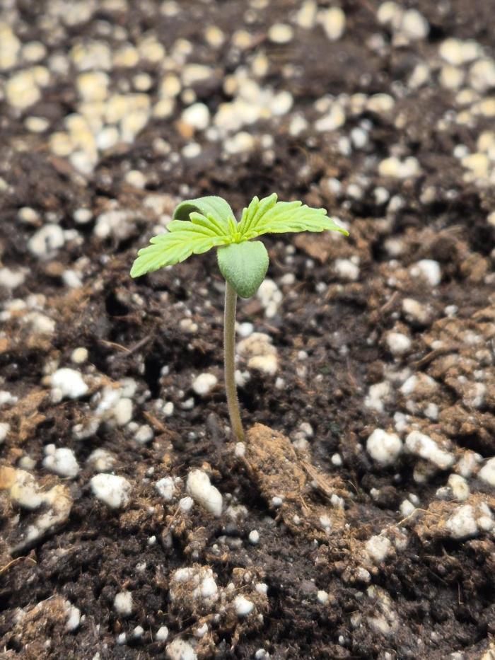 Apple strudel auto. Week 1 - Day 1