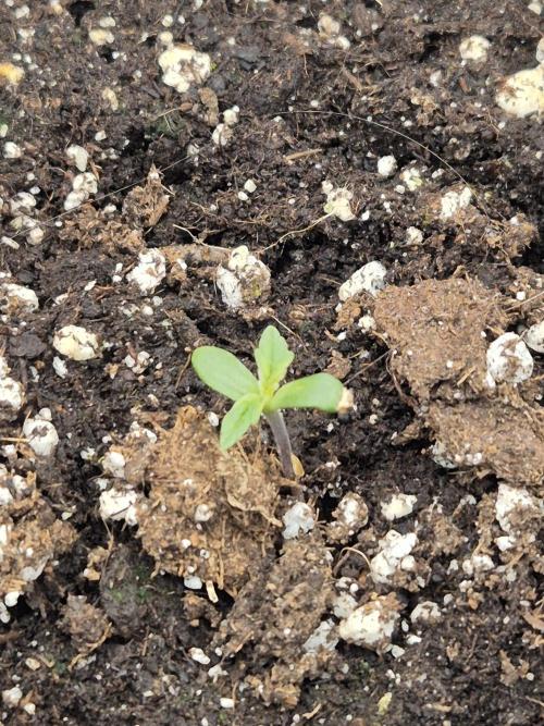 Eternity GrowCup 2026. Week 1 - Nr 1 day 3