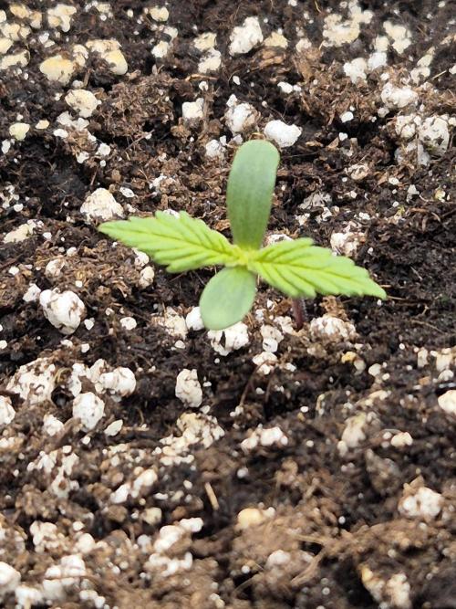 Eternity GrowCup 2026. Week 1 - Nr 2 day 3