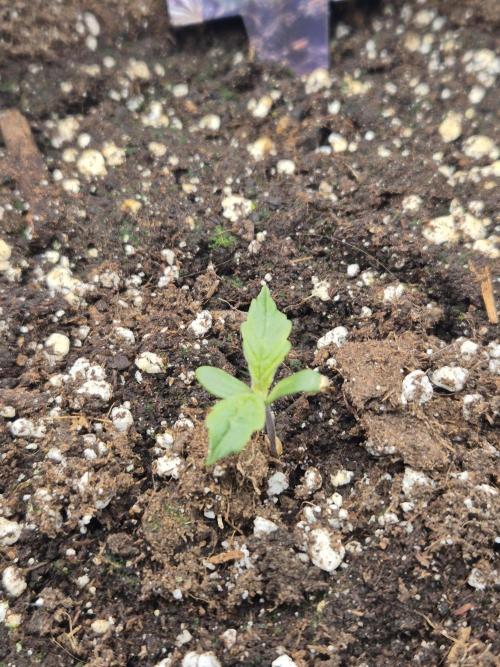 Eternity GrowCup 2026. Week 1 - Nr 1 day 5