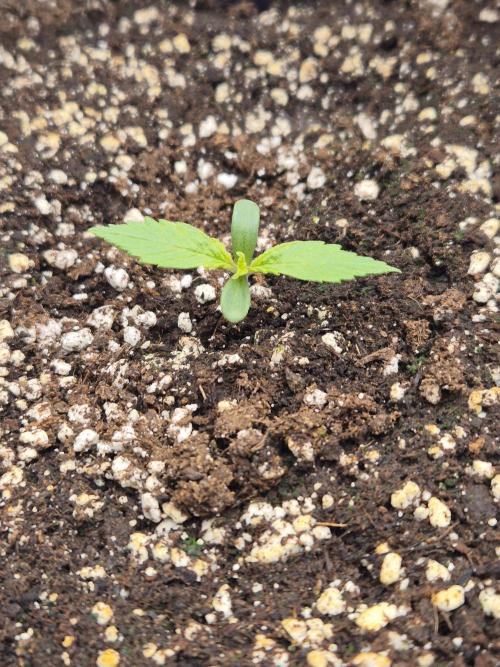 Eternity GrowCup 2026. Week 1 - Nr 2 day 5