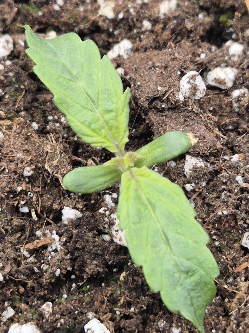 Eternity GrowCup 2026. Week 1 - Nr 1 day 7
Mutation ???