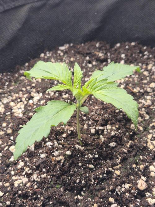 Apple strudel auto. Week 2 - Day 8