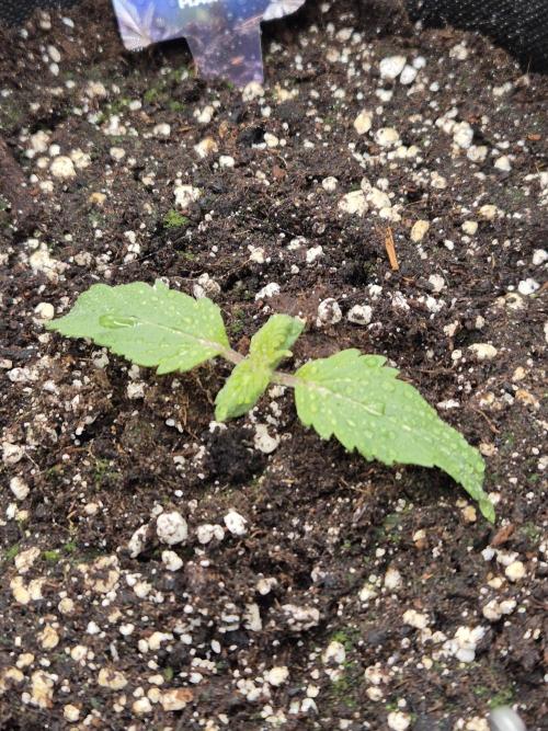 Eternity GrowCup 2026. Week 2 - Nr 1 day 8.