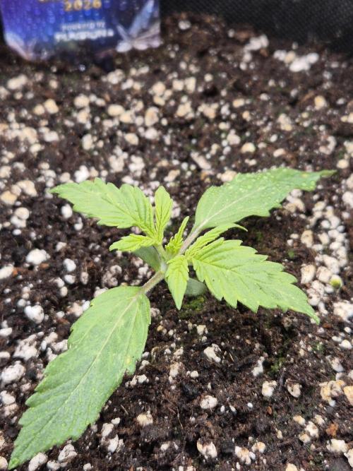 Eternity GrowCup 2026. Week 2 - Nr 2 day 8