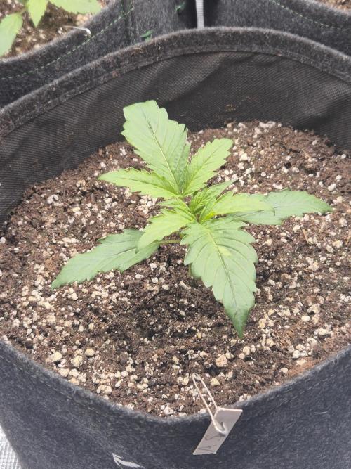 Apple strudel auto. Week 2 - Day 10