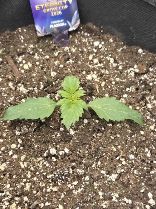 Eternity GrowCup 2026. Week 2 - Nr 1 day 10