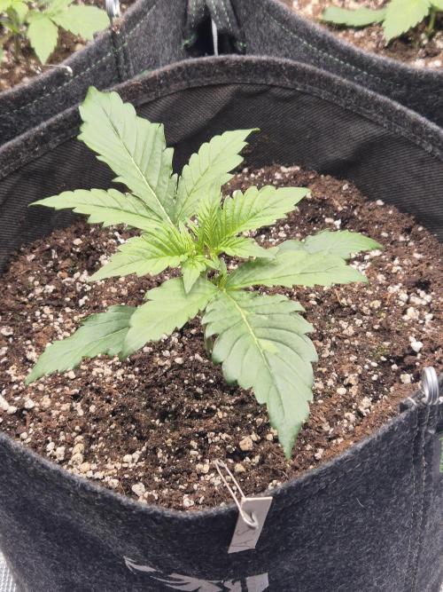 Apple strudel auto. Week 2 - Day 12