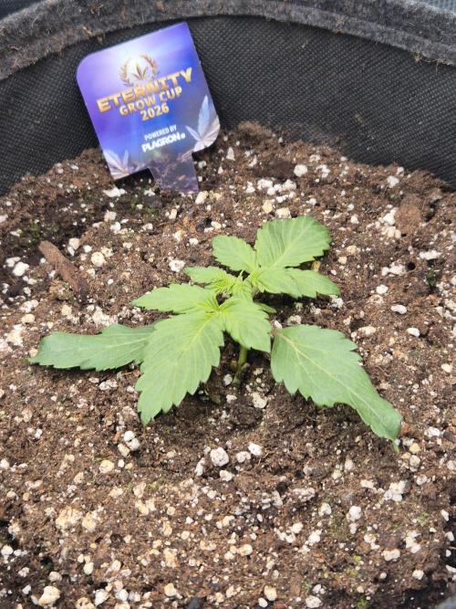 Eternity GrowCup 2026. Week 2 - Nr 1 day 12