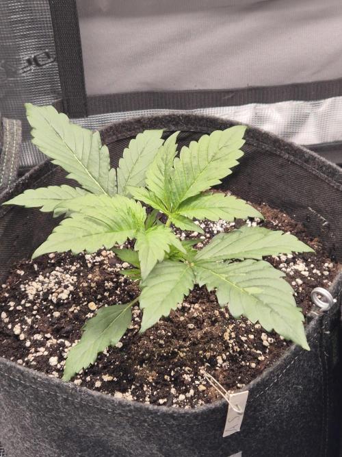 Apple strudel auto. Week 2 - Day 14