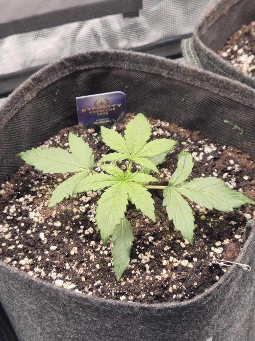 Eternity GrowCup 2026. Week 2 - Nr 2 day 14 