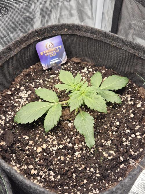 Eternity GrowCup 2026. Week 3 - Nr 1 day 15
