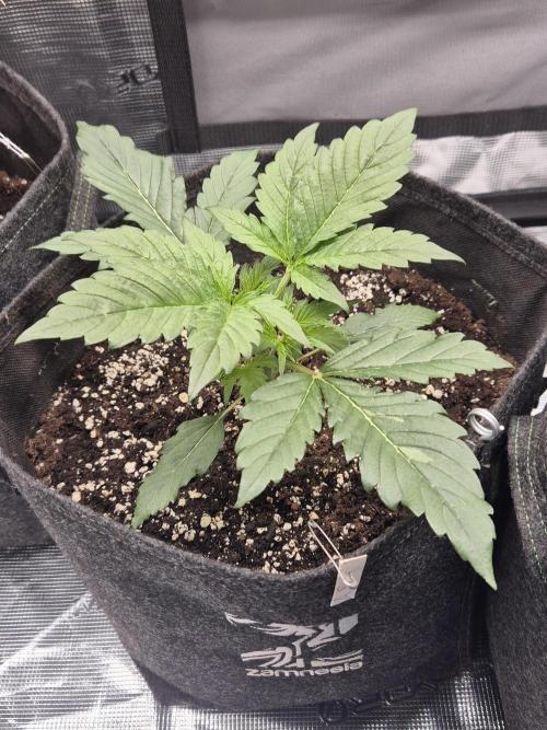 Apple strudel auto. Week 3 - Day 15