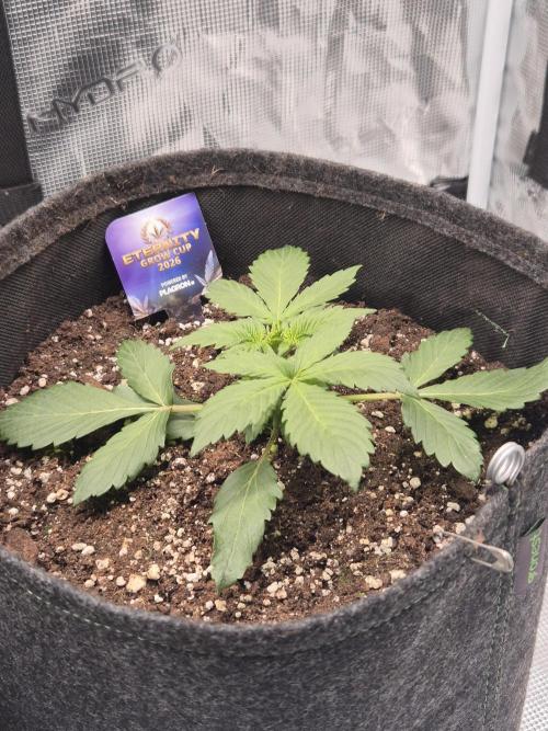 Eternity GrowCup 2026. Week 3 - Nr 1 day 17