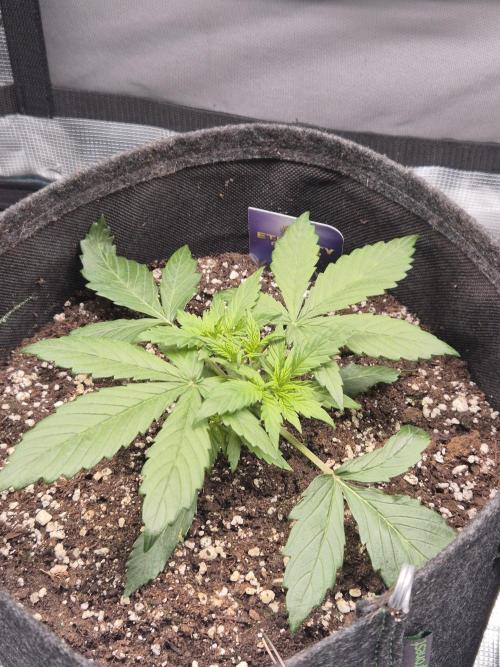 Eternity GrowCup 2026. Week 3 - Nr 2 day 17