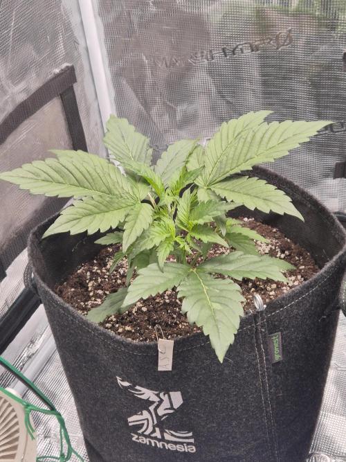 Apple strudel auto. Week 3 - Day 17