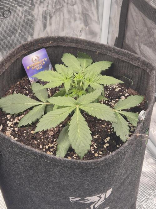 Eternity GrowCup 2026. Week 3 - Nr 1 day 19