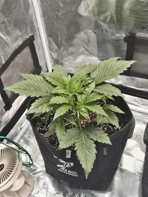 Apple strudel auto. Week 3 - Day 19