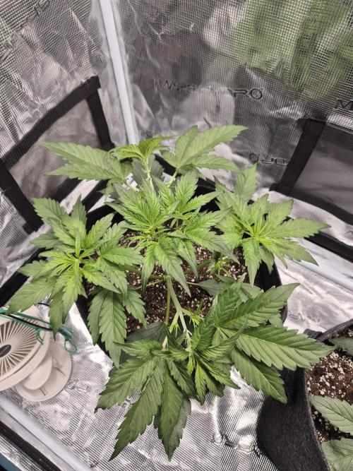 Apple strudel auto. Week 3 - Day 21