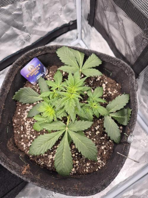 Eternity GrowCup 2026. Week 3 - Nr 1 day 21