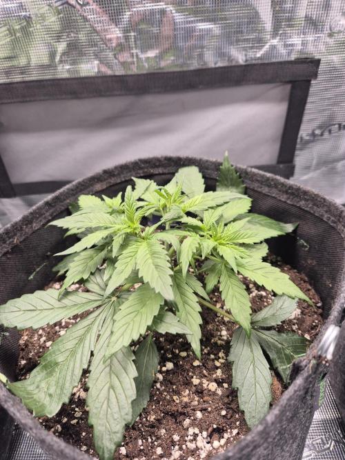 Eternity GrowCup 2026. Week 3 - Nr 2 day 21