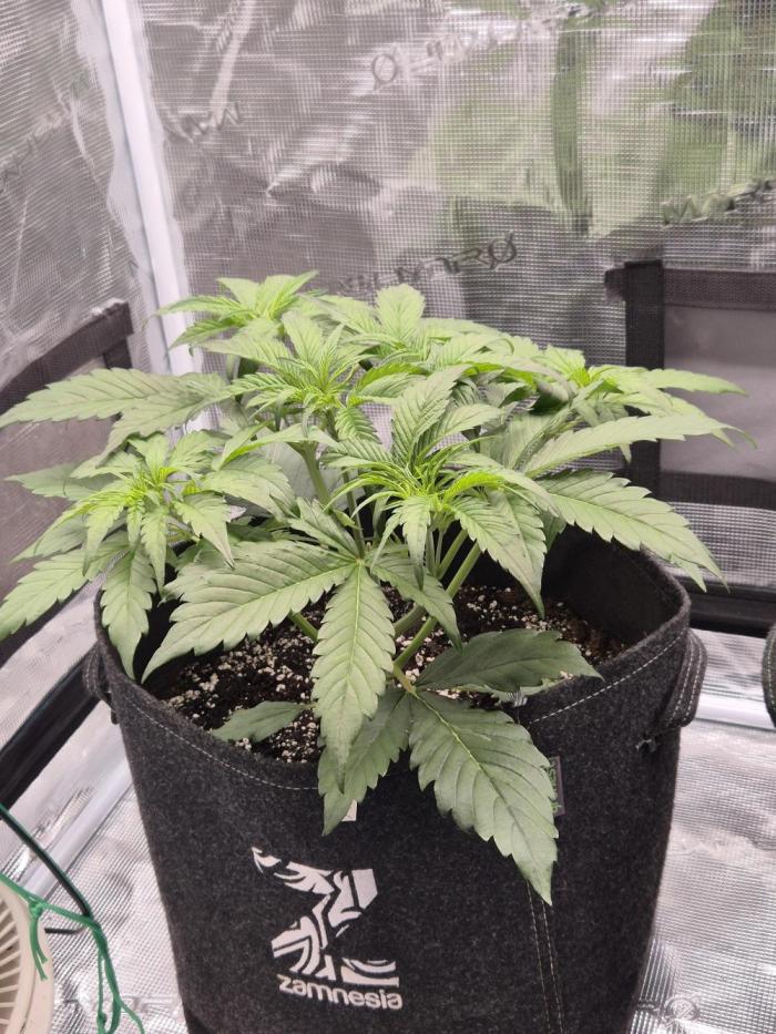 Apple strudel auto. Week 4 - Day 22