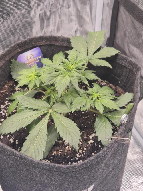 Eternity GrowCup 2026. Week 4 - Nr 1 day 22