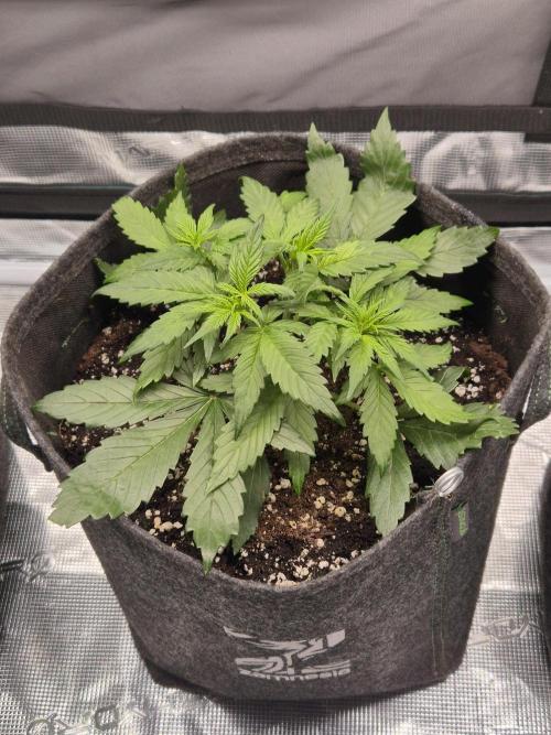 Eternity GrowCup 2026. Week 4 - Nr 2 day 22