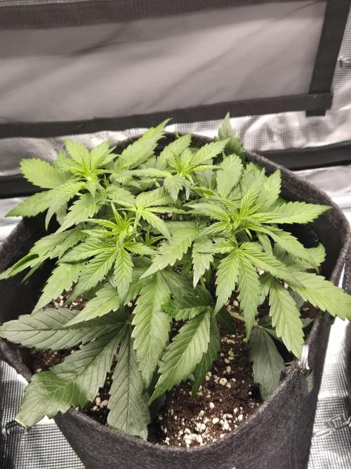 Eternity GrowCup 2026. Week 4 - Nr 2 day 24