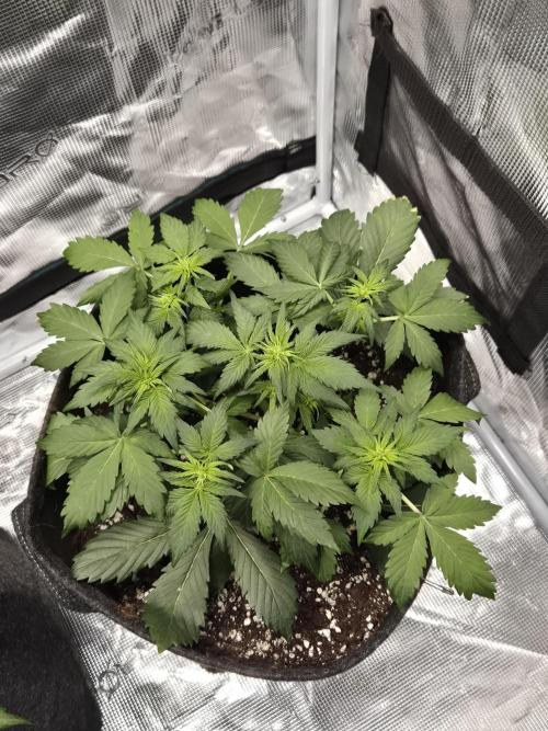 Eternity GrowCup 2026. Week 4 - Nr 1 day 26