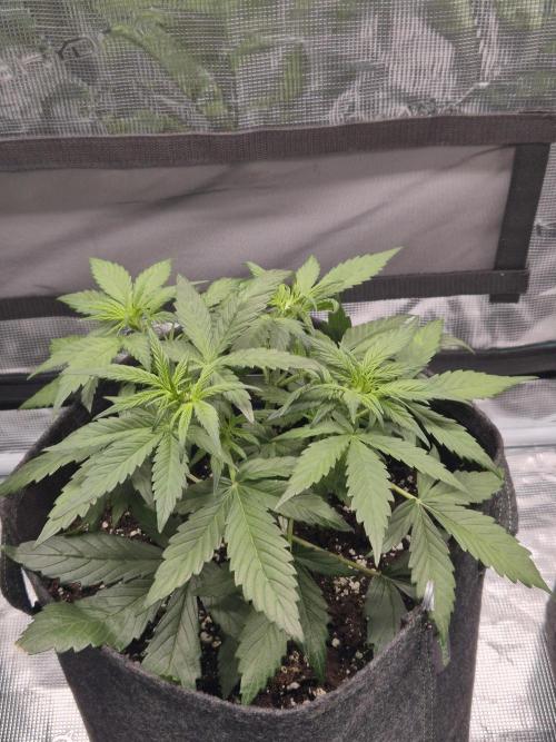 Eternity GrowCup 2026. Week 4 - Nr 2 day 26