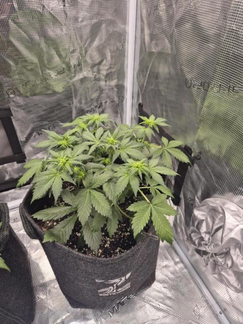 Eternity GrowCup 2026. Week 4 - Nr 1 day 28