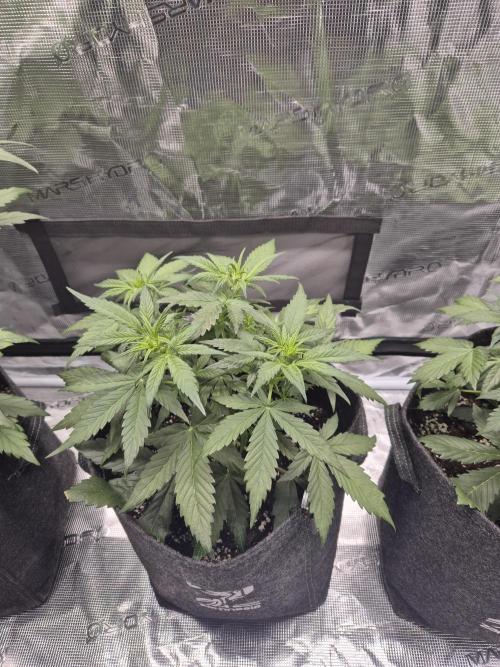 Eternity GrowCup 2026. Week 4 - Nr 2 day 28