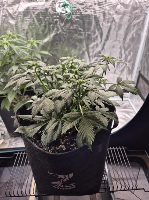 Eternity GrowCup 2026. Week 5 - Nr 1 day 29