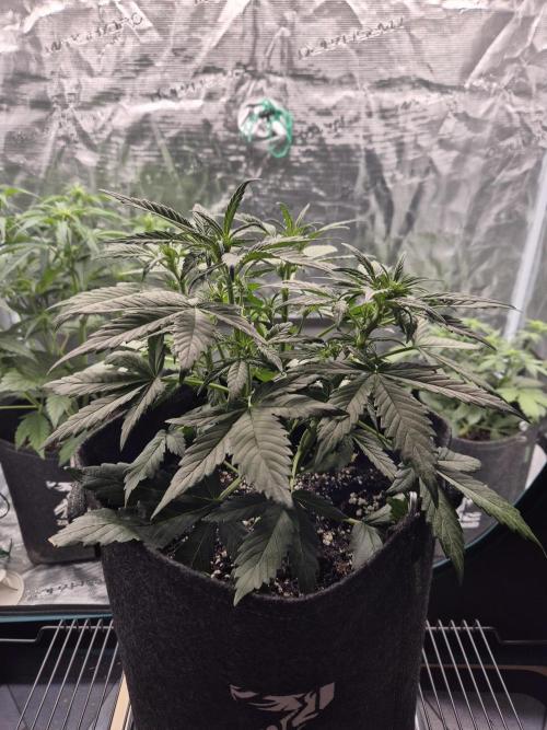 Eternity GrowCup 2026. Week 5 - Nr 2 day 29