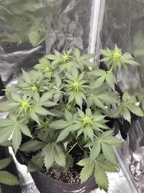 Eternity GrowCup 2026. Week 5 - Nr 1 day 31