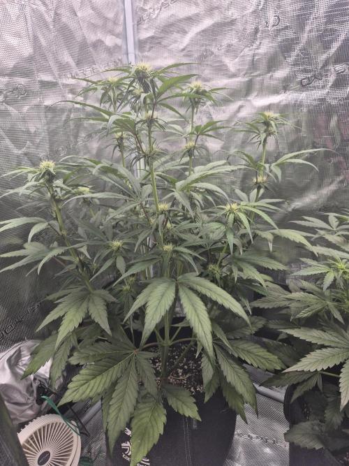 Apple strudel auto. Week 5 - Day 35