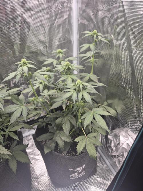 Eternity GrowCup 2026. Week 5 - Nr 1 day 35