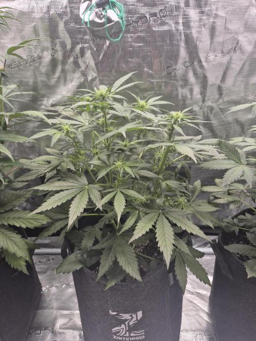 Eternity GrowCup 2026. Week 5 - Nr 2 day 35