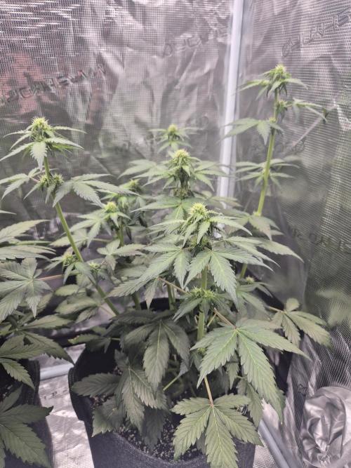 Eternity GrowCup 2026. Week 6 - Nr 1 day 36