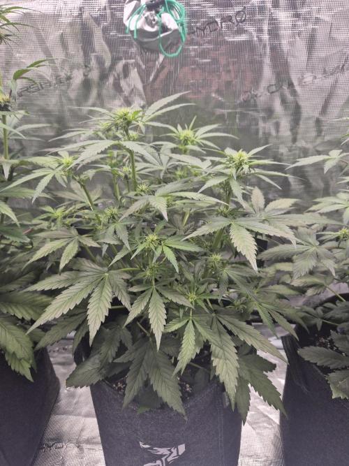 Eternity GrowCup 2026. Week 6 - Nr 2 day 36