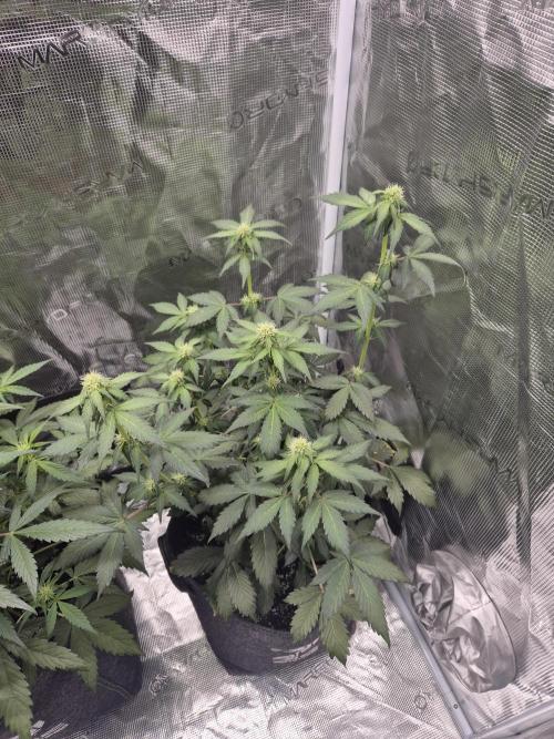 Eternity GrowCup 2026. Week 6 - Nr 1 day 38