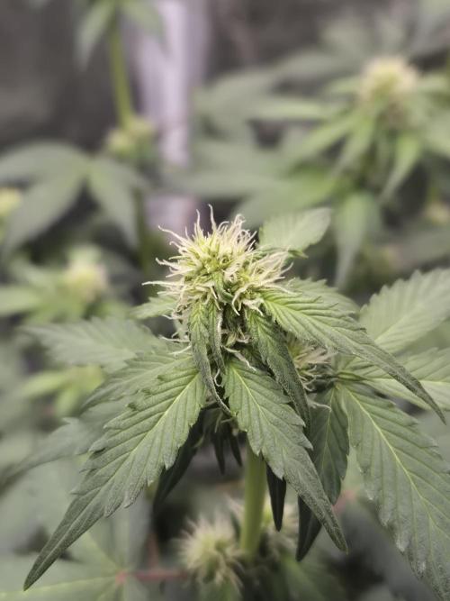 Eternity GrowCup 2026. Week 6 - Nr 1 day 38